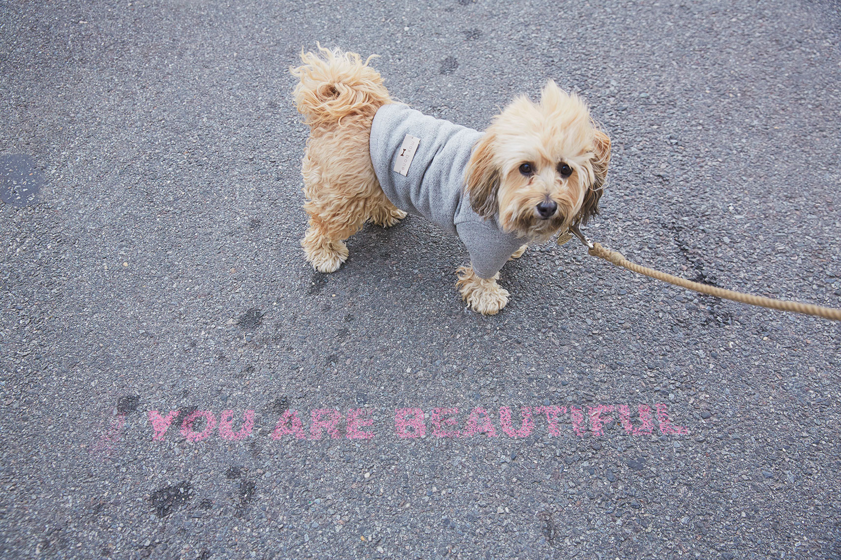 YAB_dogandco_1823